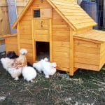 Chicken House 4-6 Bird size chickens