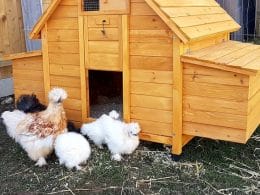 Chicken House 4-6 Bird size chickens