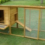 chickens inside enclosed run area of chicken coop