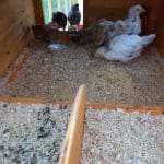 Large chicken coop with raised living area and run