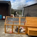 chicken coop with fox resistant run