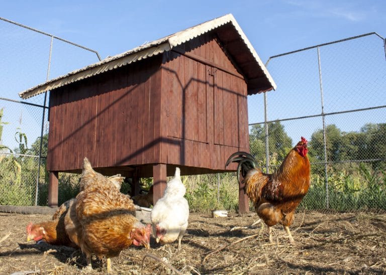 Group of chicken