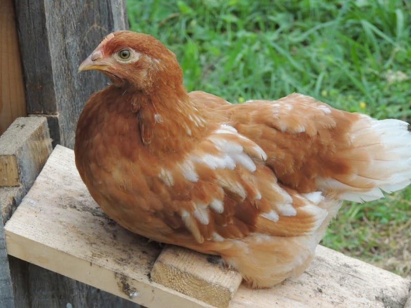 ISA Brown Chicken Sitting