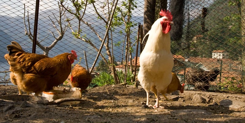 Chickens inside of a run