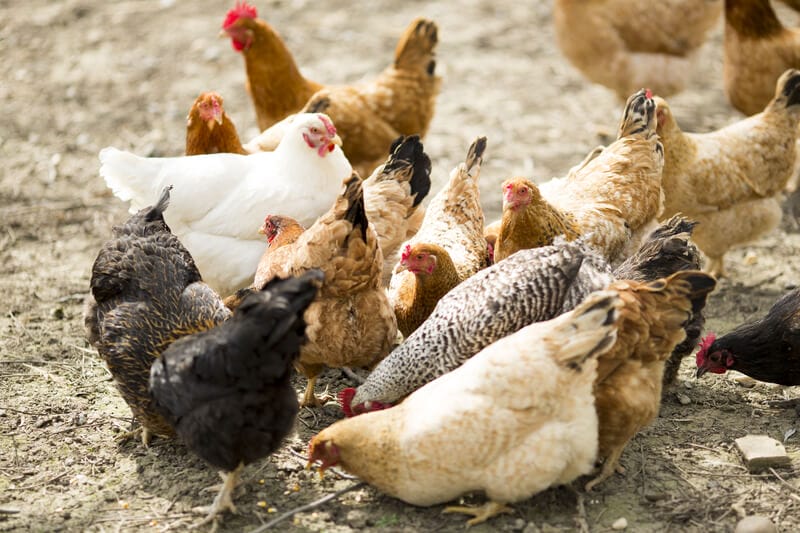 Group of chicken