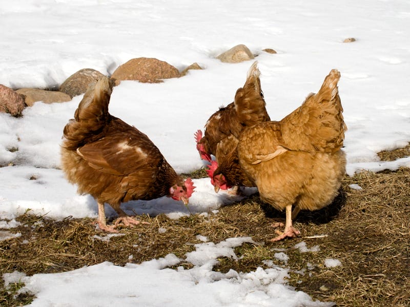 Chickens in Snow