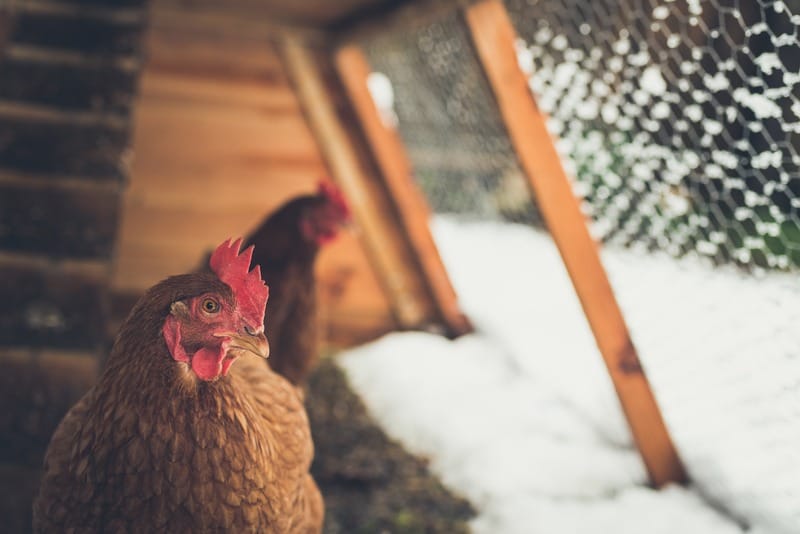 Chickens in Chicken Coop at winter