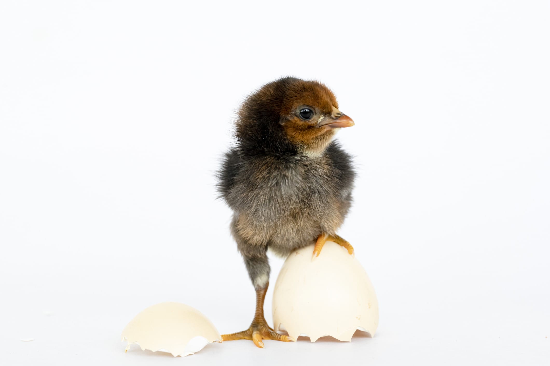 Baby Chick on Egg