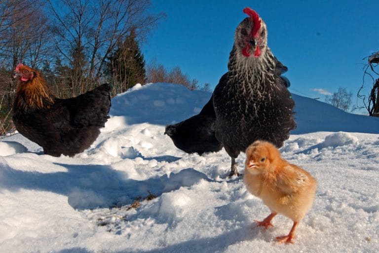 How to Protect Chicken From Predators?