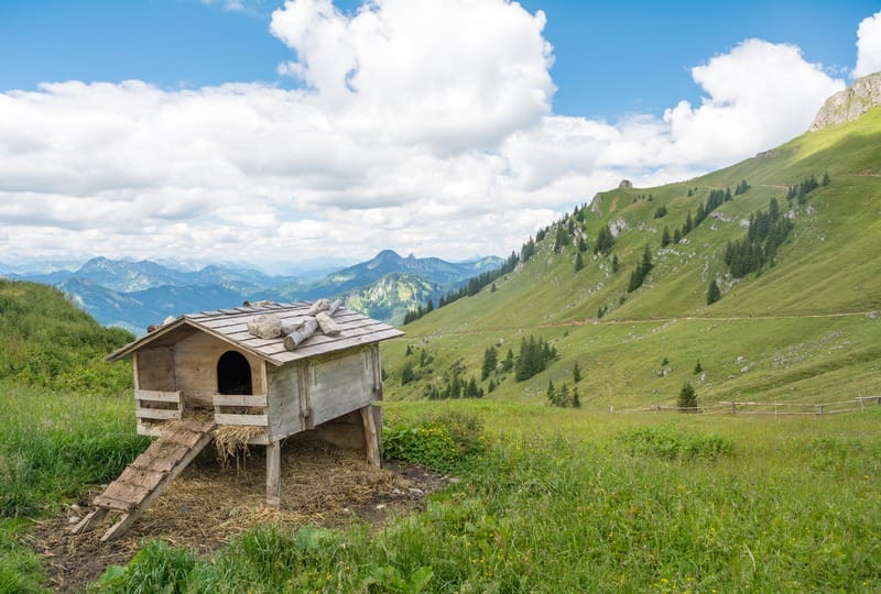 Keep Your Feathered Babies In A Clean Surrounding