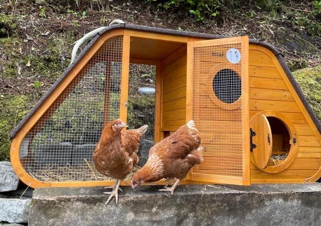 Two chickens using the Noah's Ark design chicken coop