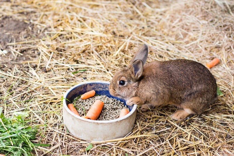 small bunny eating from their food bowl