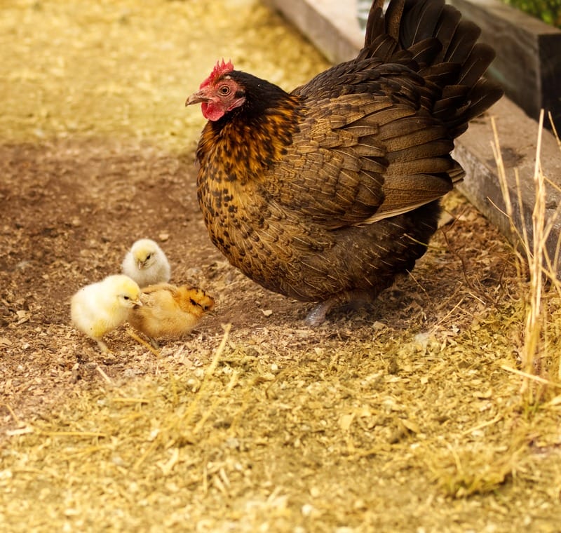 Caring For Chickens in Spring