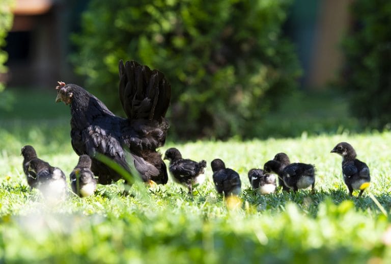 Chicken Coops