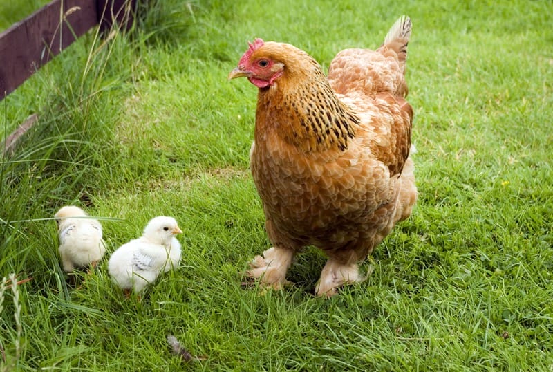 The Different Breeds of Chicken