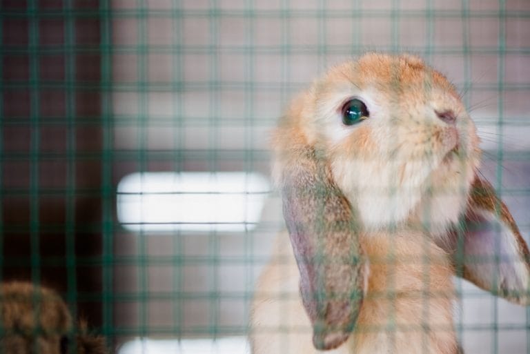 Top Tips for Choosing the Perfect Hutch for Your Rabbits