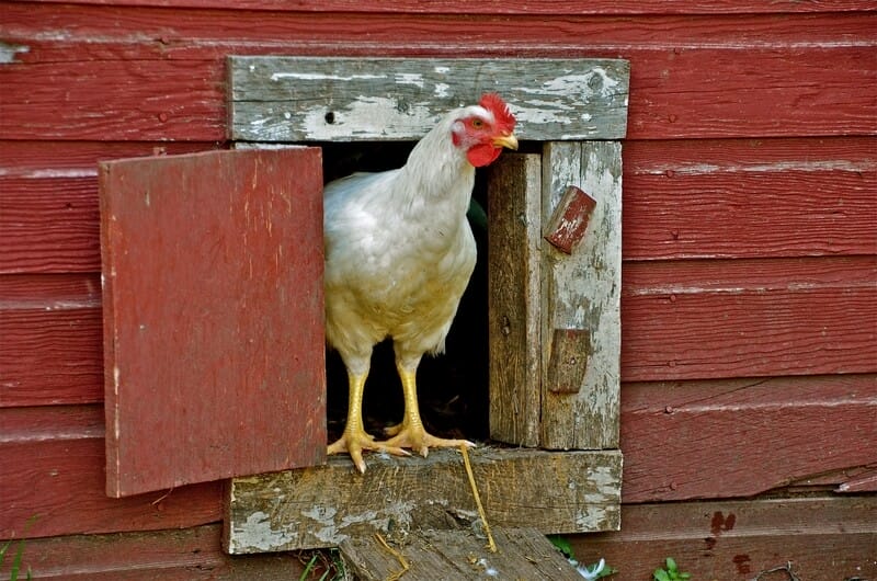 Chicken looking out of chicken house on a farm