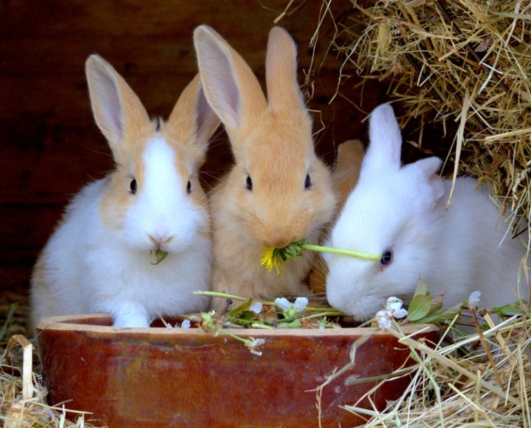 three cute rabbits eating fresh flowers and grass in their hutch