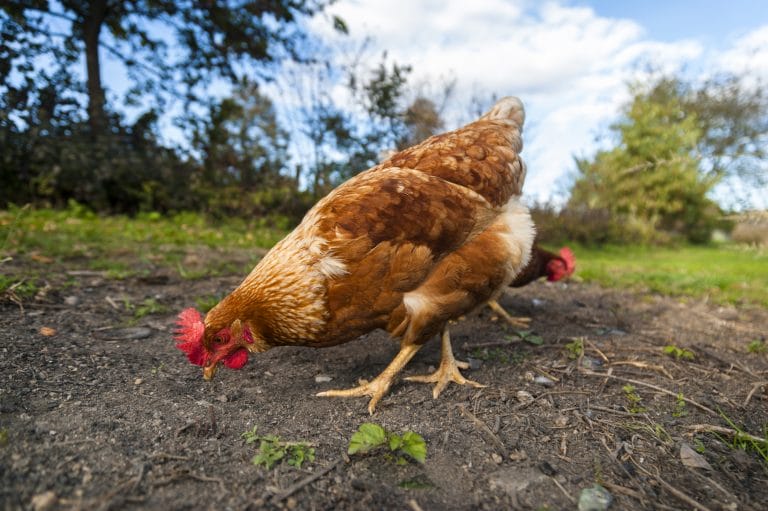 chickens outside pecking for food