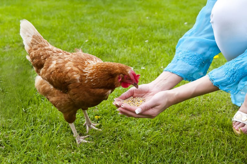Chicken feeding from a woman's hands