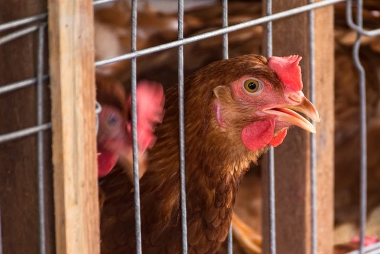 Battery Hens in a a cage