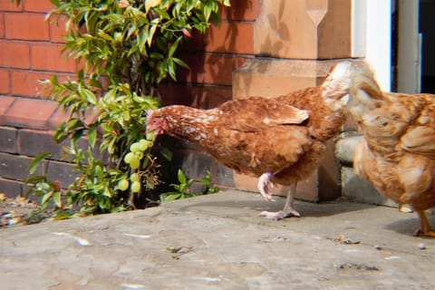 free range battery hens eating graped