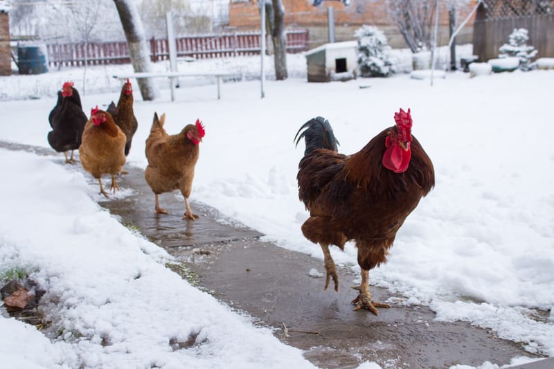 chickens frolicking in the snow 