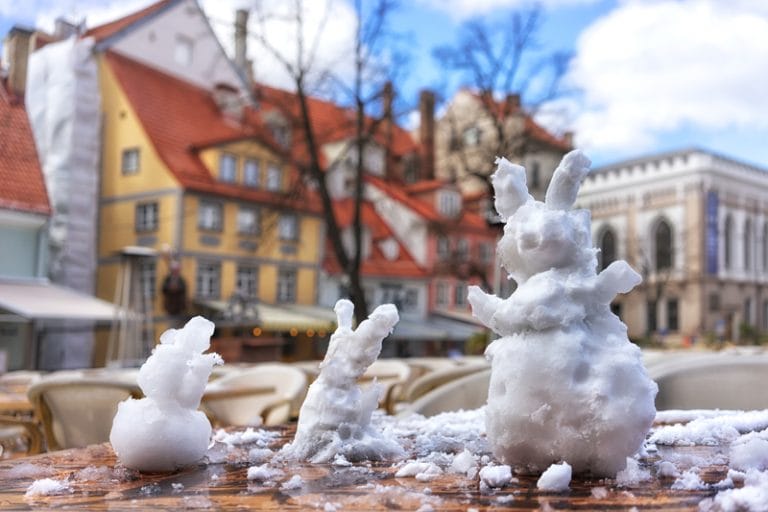 rabbits in the snow