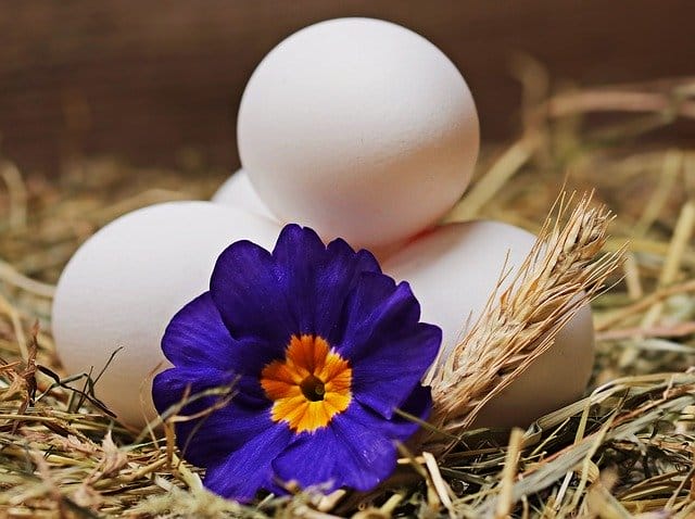 chicken eggs in a nest with hay