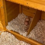 Dome design chicken house with window and door