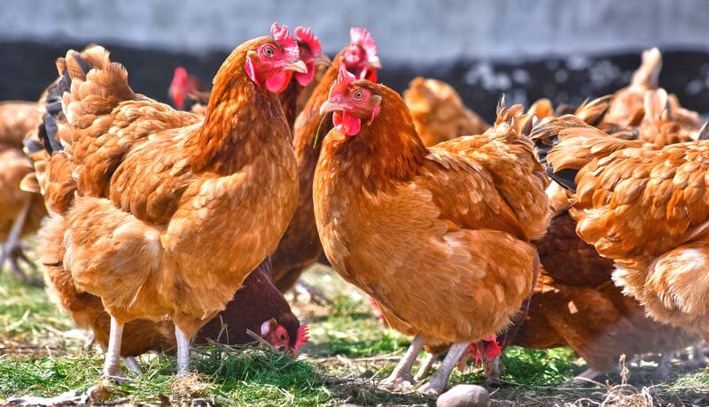 Group of chickens eating