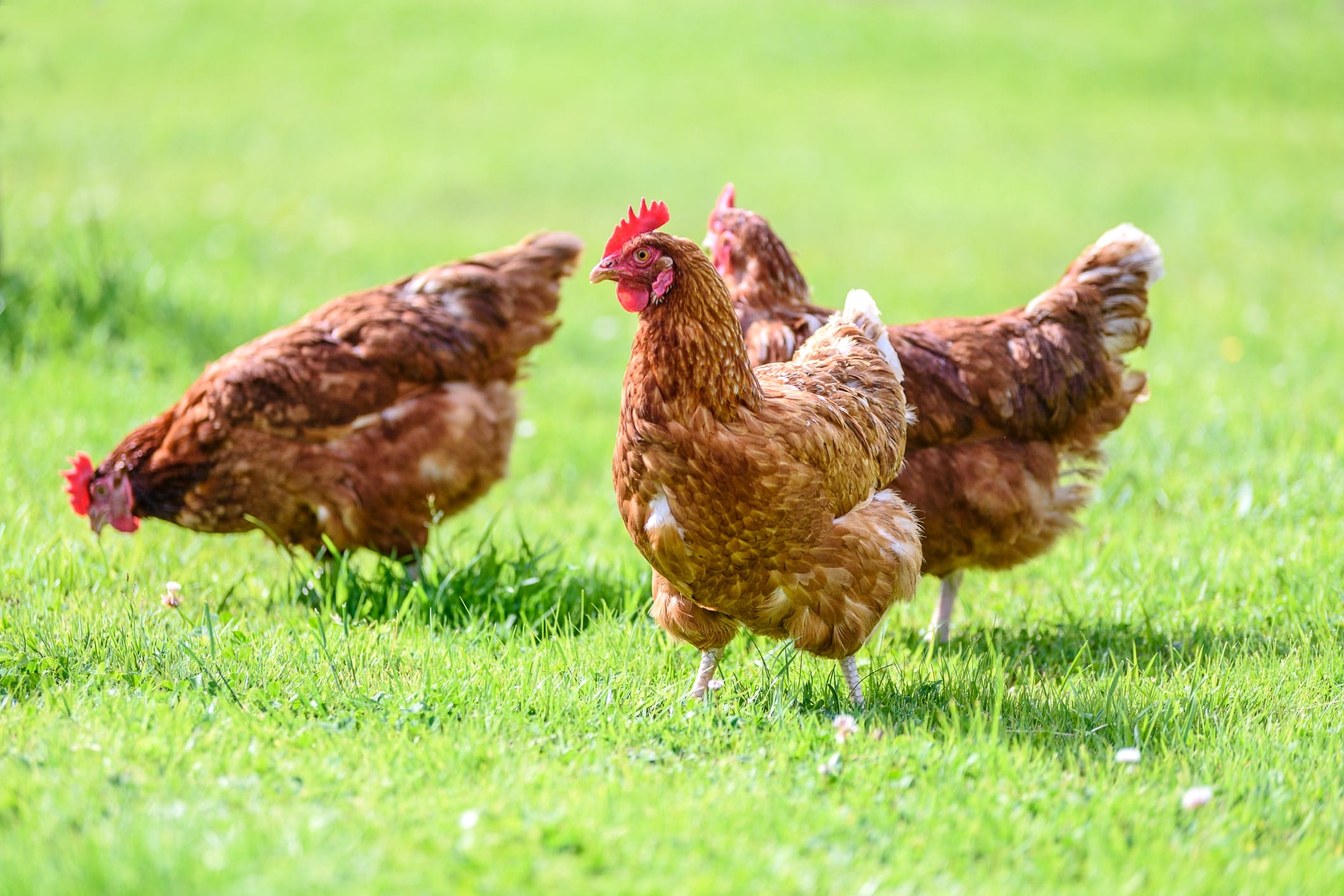 Chickens free roaming on grass