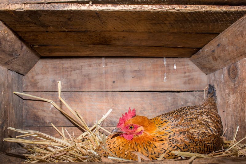 chicken in nesting box