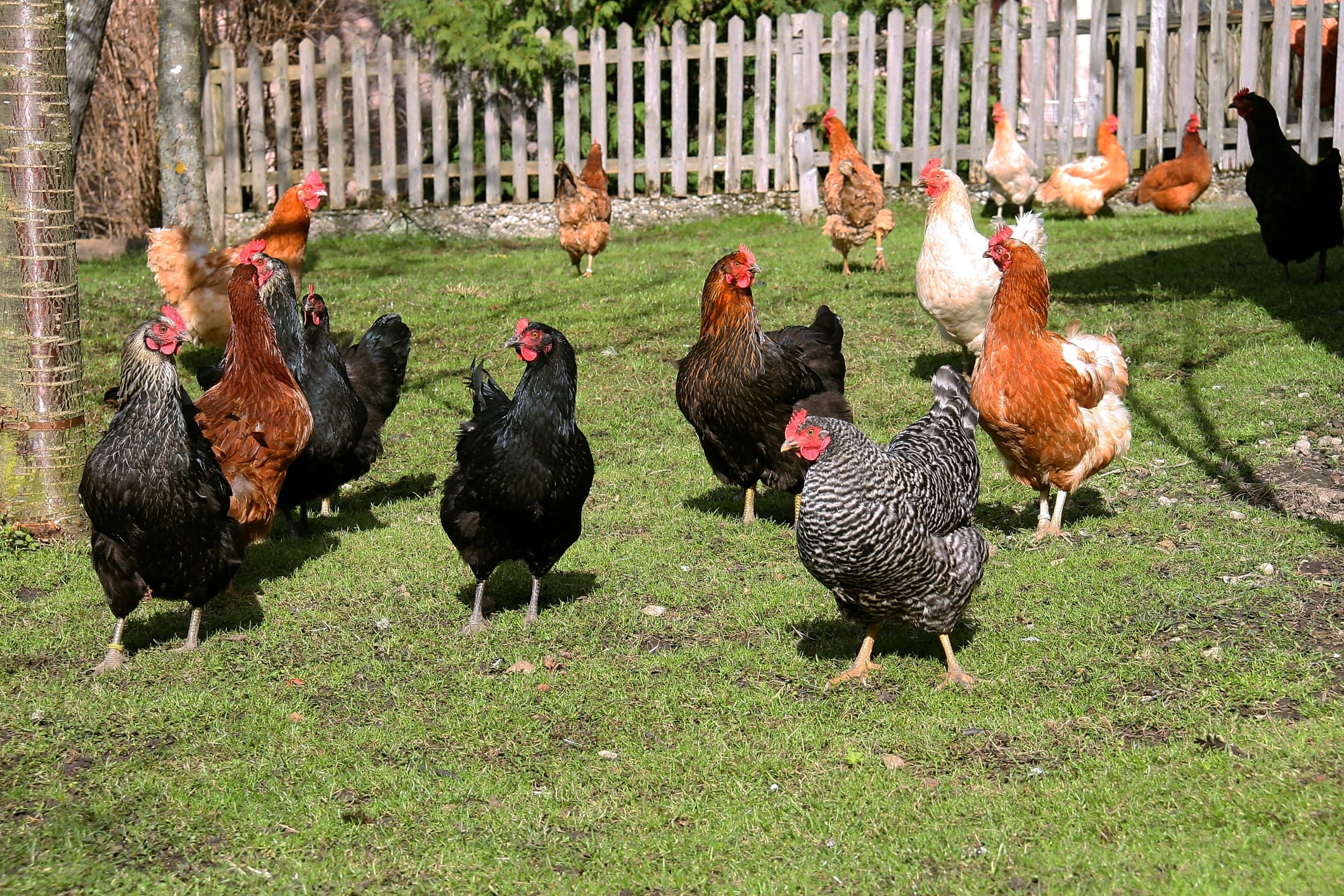 Flock of chicken running on grass