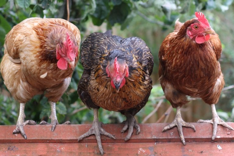 3 chickens sitting on roof