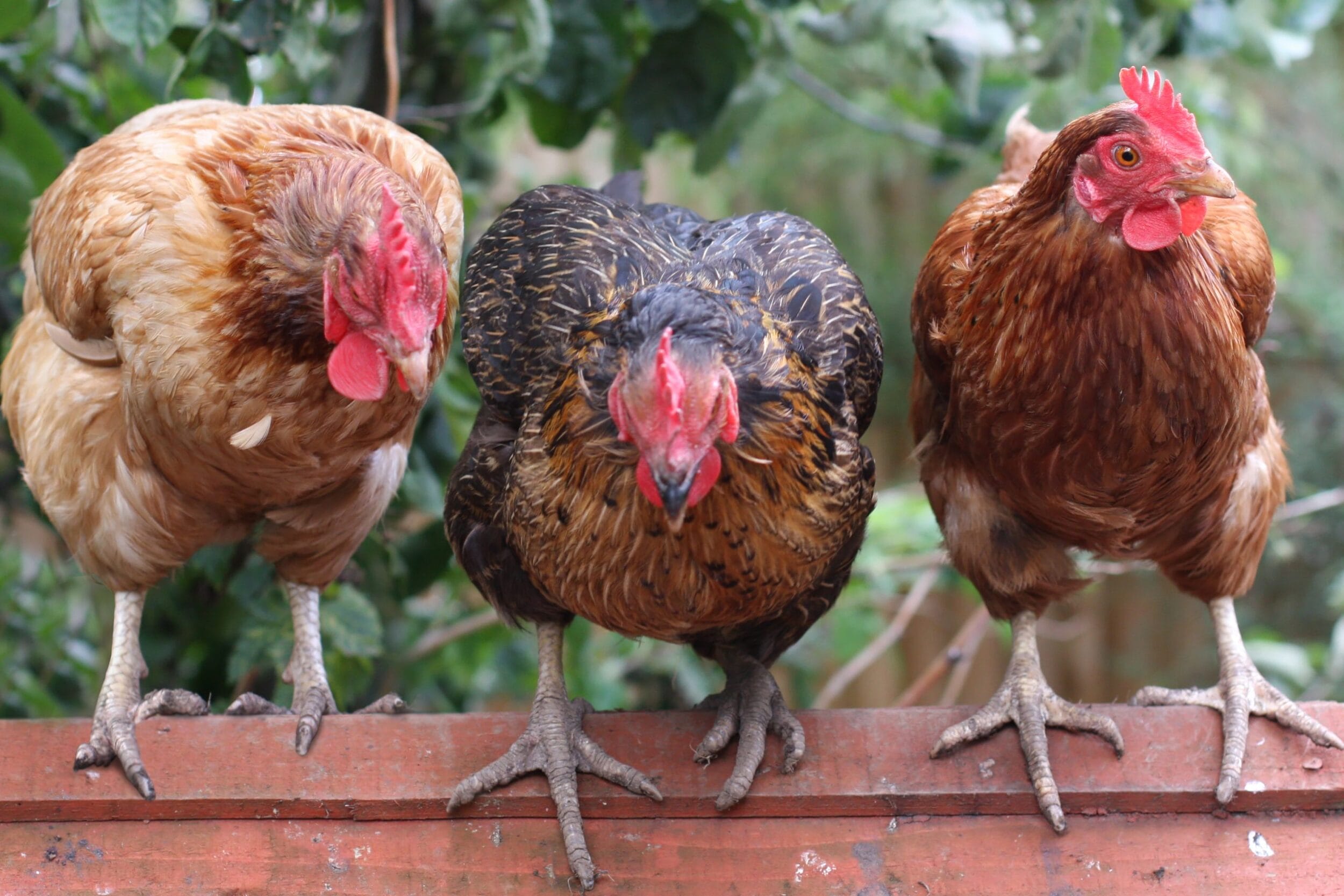 3 chickens sitting on roof