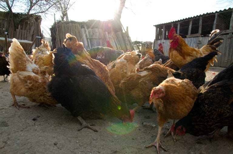 Why Do My Chickens Peck Each Other? Cocoon Chicken Coops