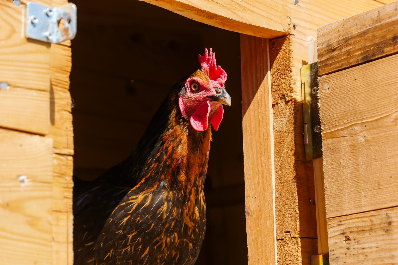 Chicken Coops UK Made Chicken Houses By Cocoon