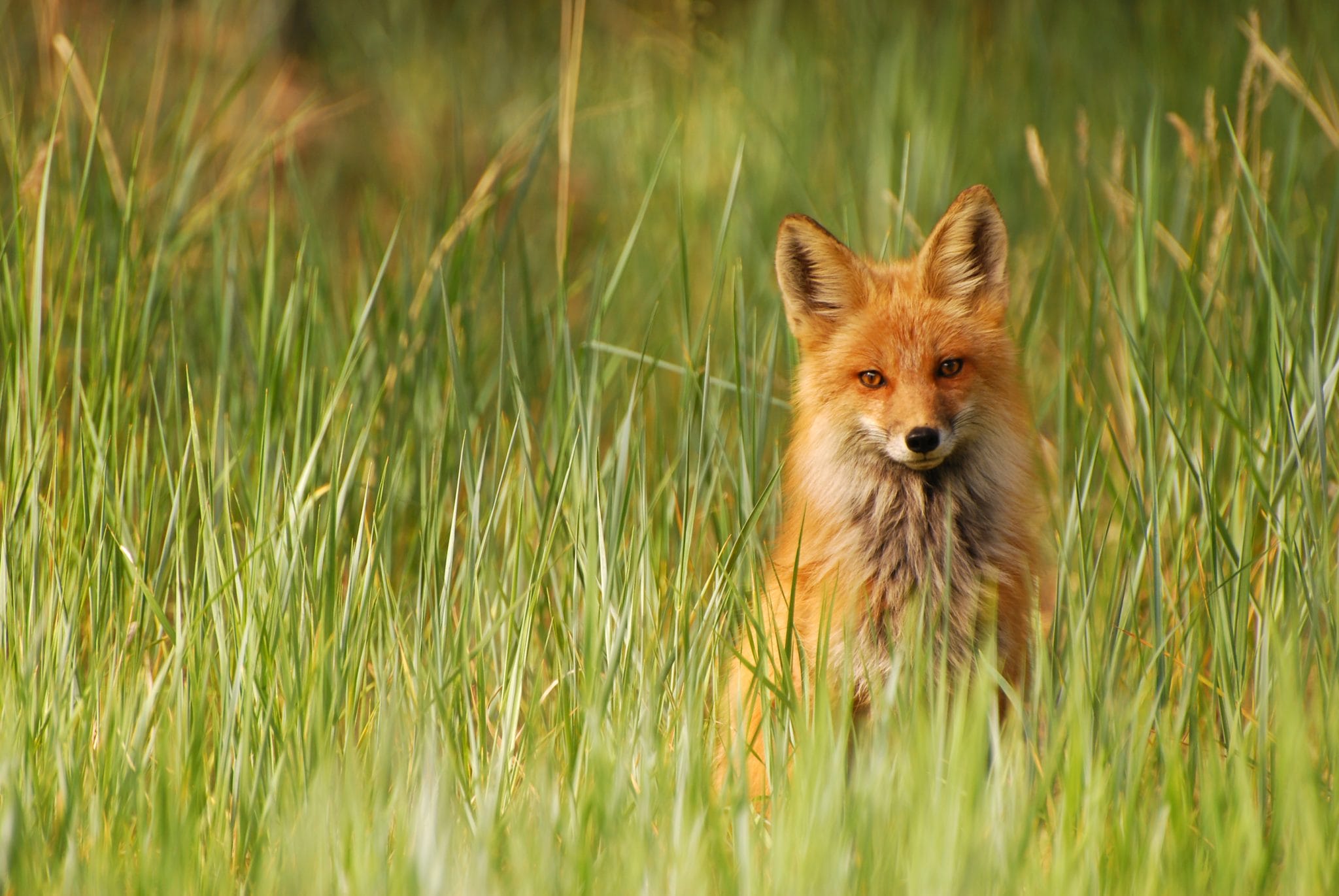How Often Should You Move A Chicken Coop? Cocoon Chicken Coops