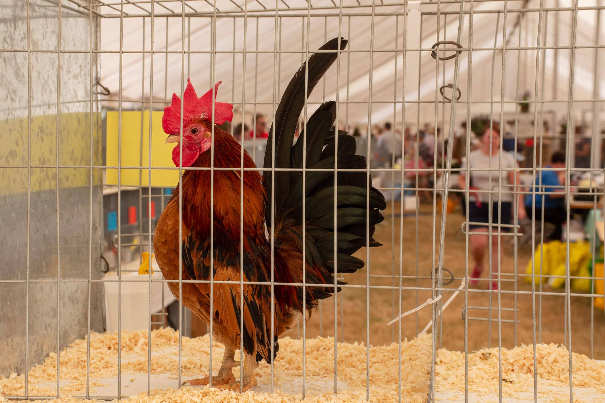 Chicken at show